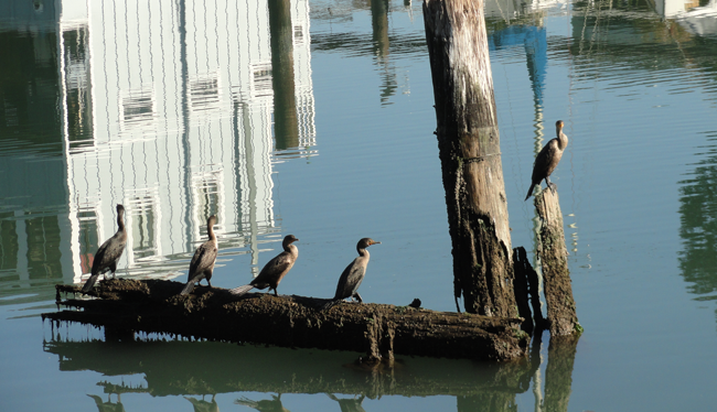 Double-crested Cormorants | Mission Bay Parks