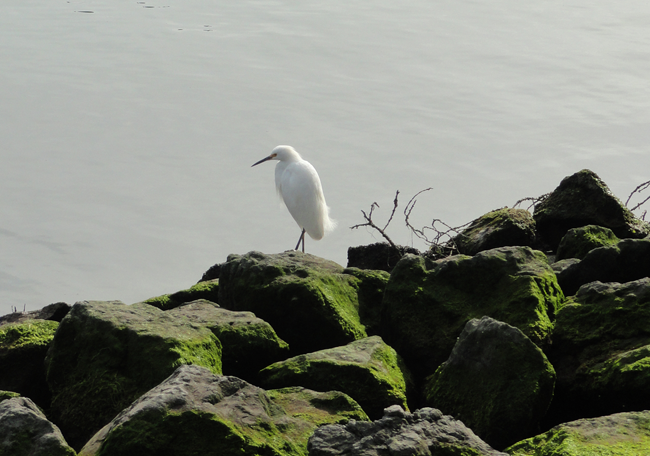 Snowy Egret | Mission Bay Parks