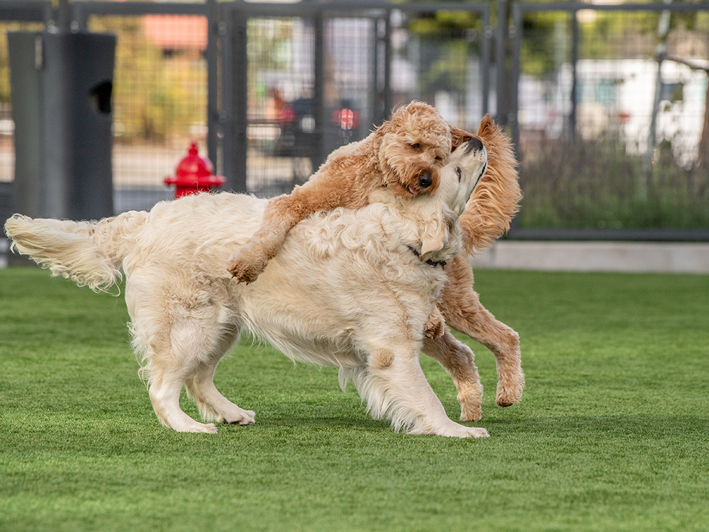 Proper dog etiquette | Mission Bay Parks