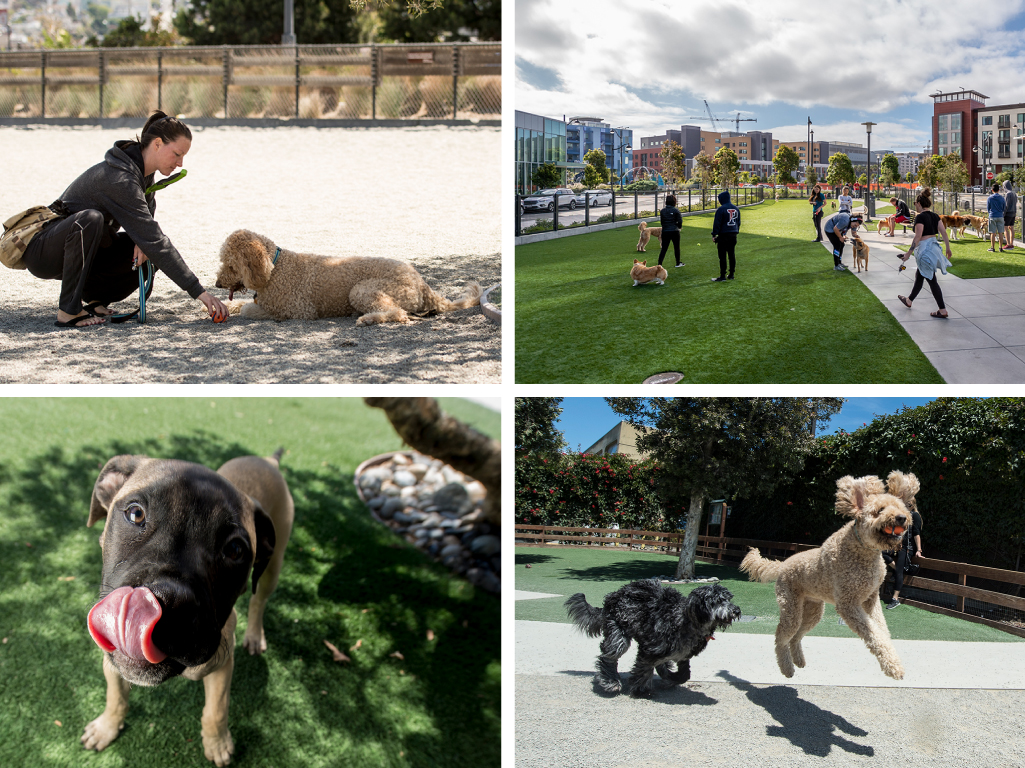 Proper dog etiquette for a safe visit | Mission Bay Parks