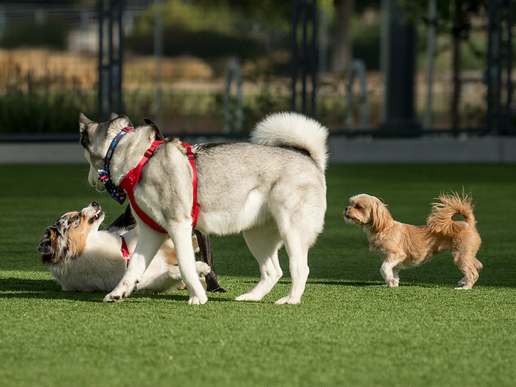 Out-of-the-ordinary dog behavior | Mission Bay Parks
